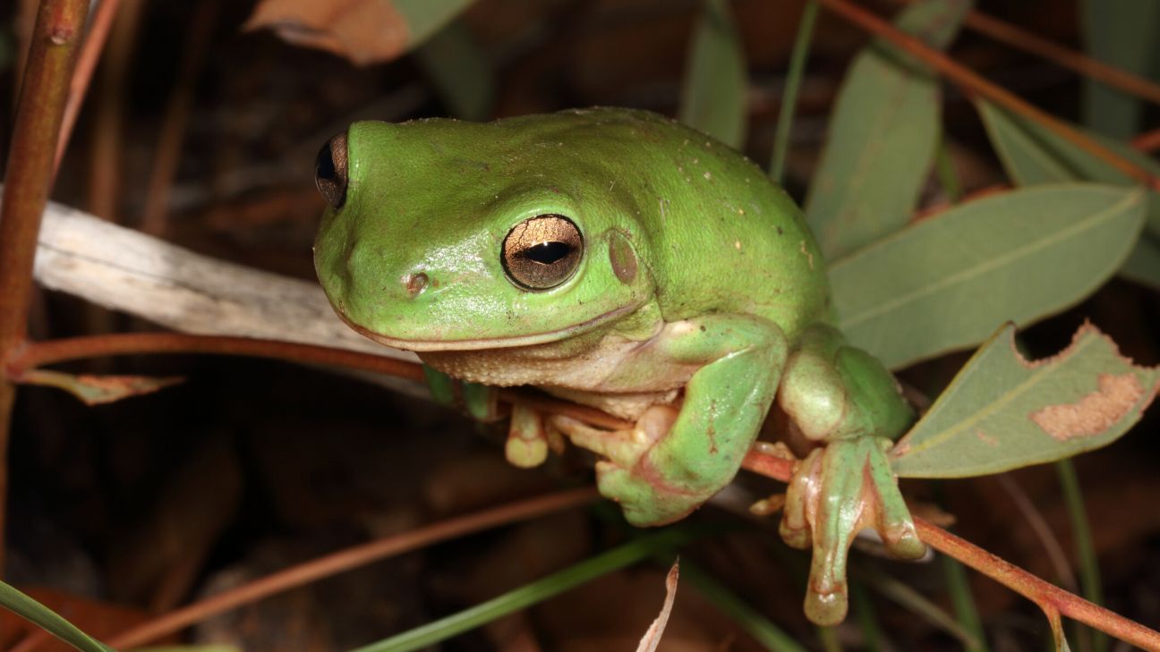 Common Green Tree Frog